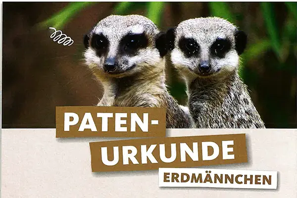 TransTecBau übernimmt Patenschaft für Erdmännchen-Paar im Zoo Hannover